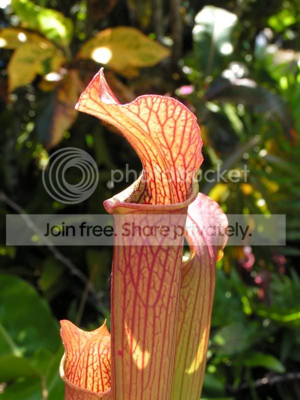 Sunbelle's gulfensis Giant