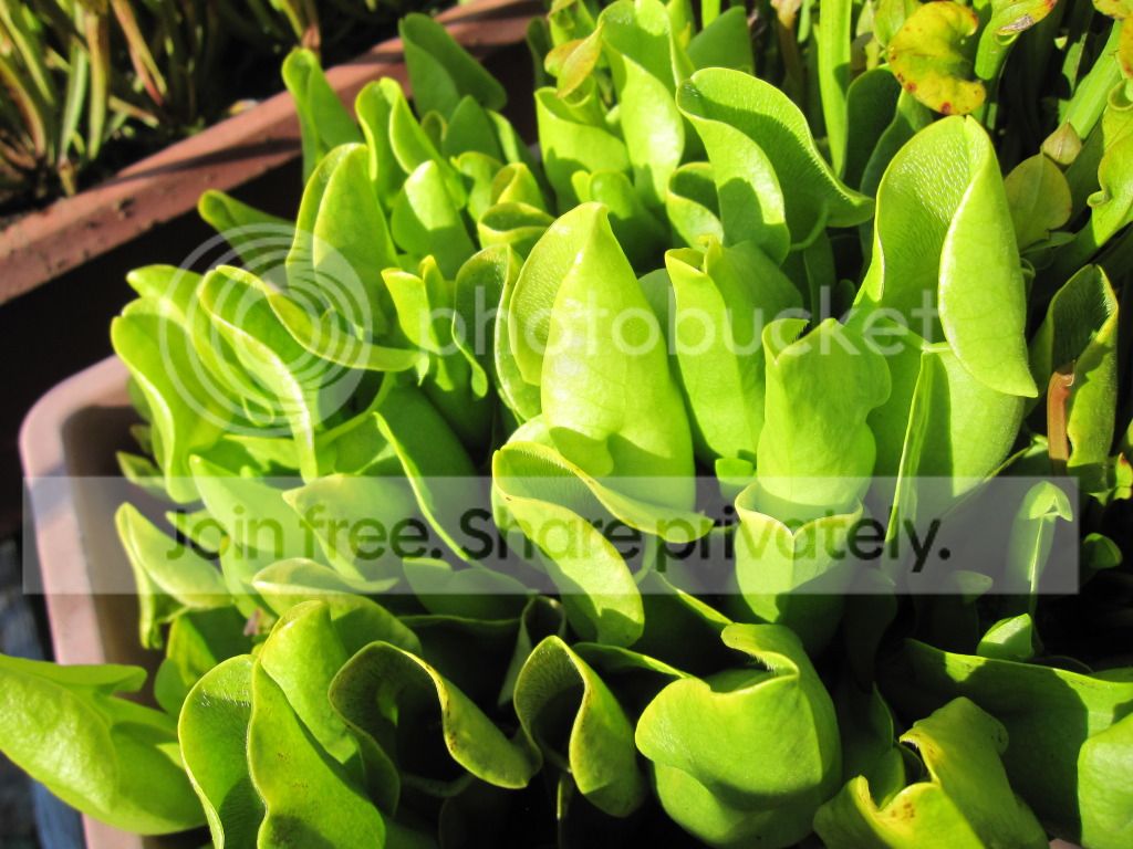 Sarracenia purpurea ssp. venosa f. heterophylla (anthocyanin-free)