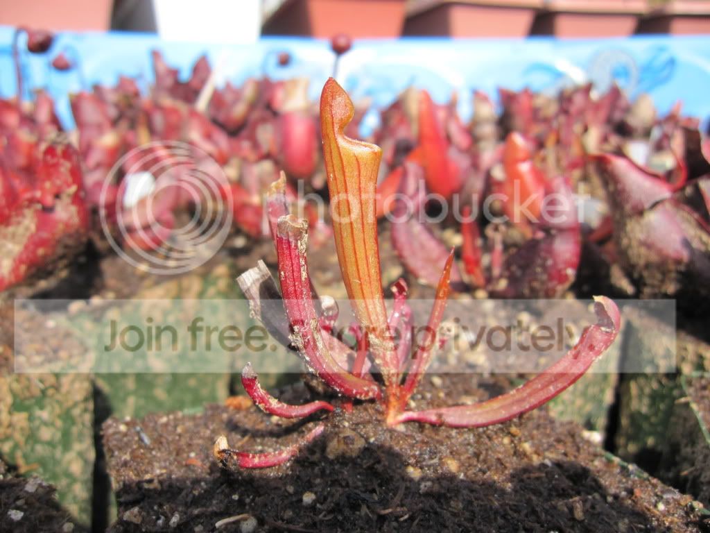 Baby oreophila seedling — colorful early-stage growth, 2012-04-08.