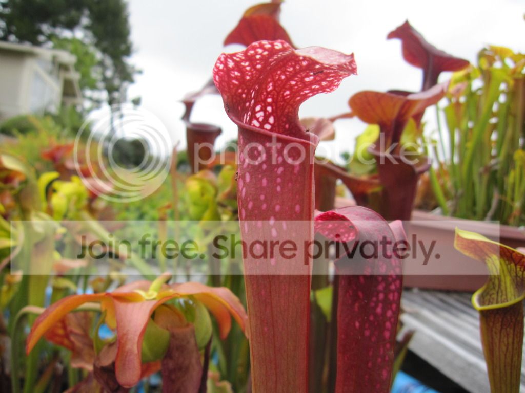 Sarracenia x excellens (S. leucophylla × S. minor var. okefenokeensis) — Mike's two crosses