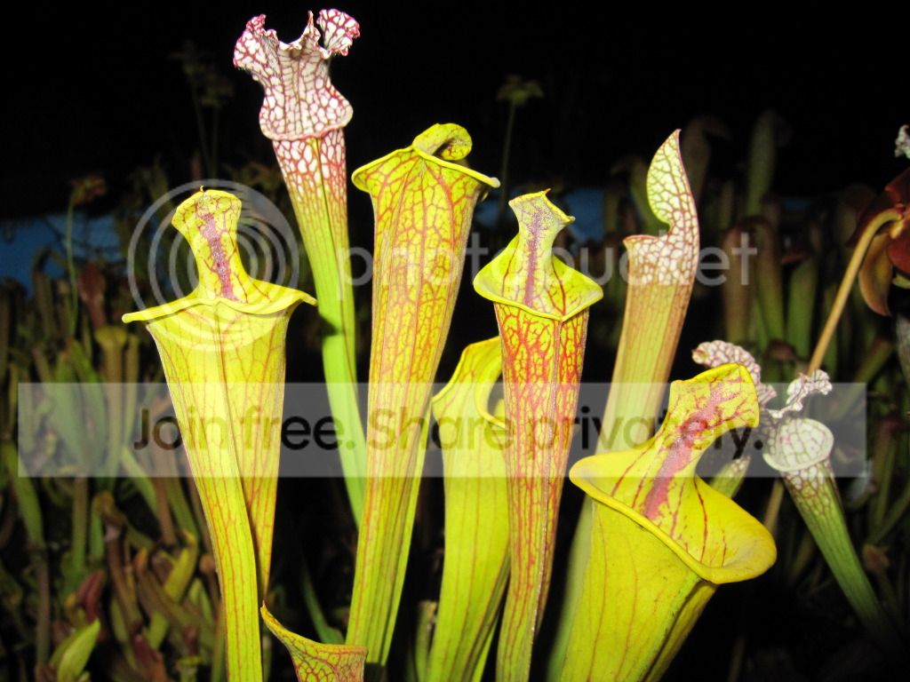 ornata 'lidless', 2012-07