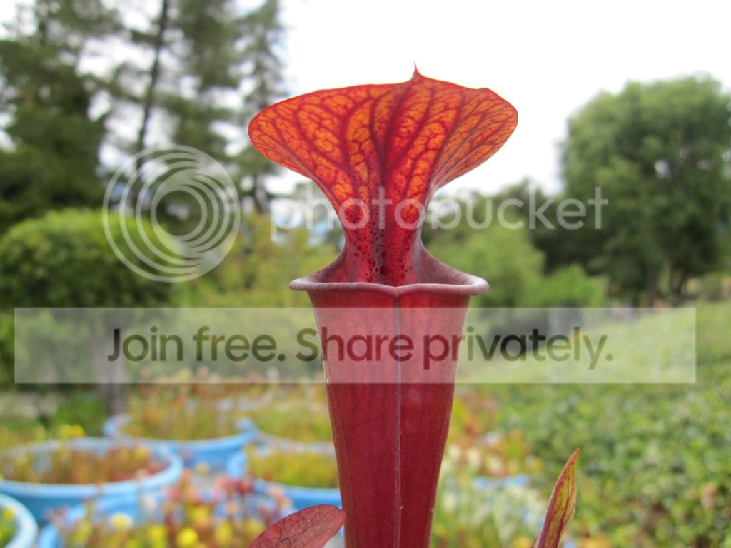 RED, 2012-06-23