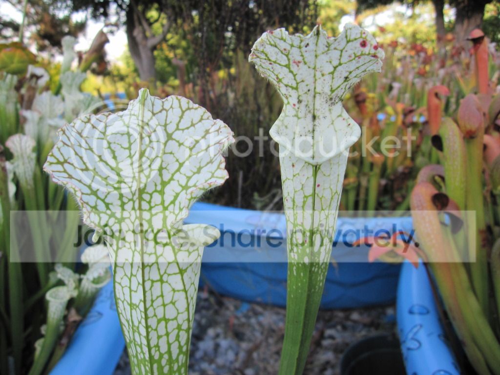Fall pitchers, 15 September 2012.