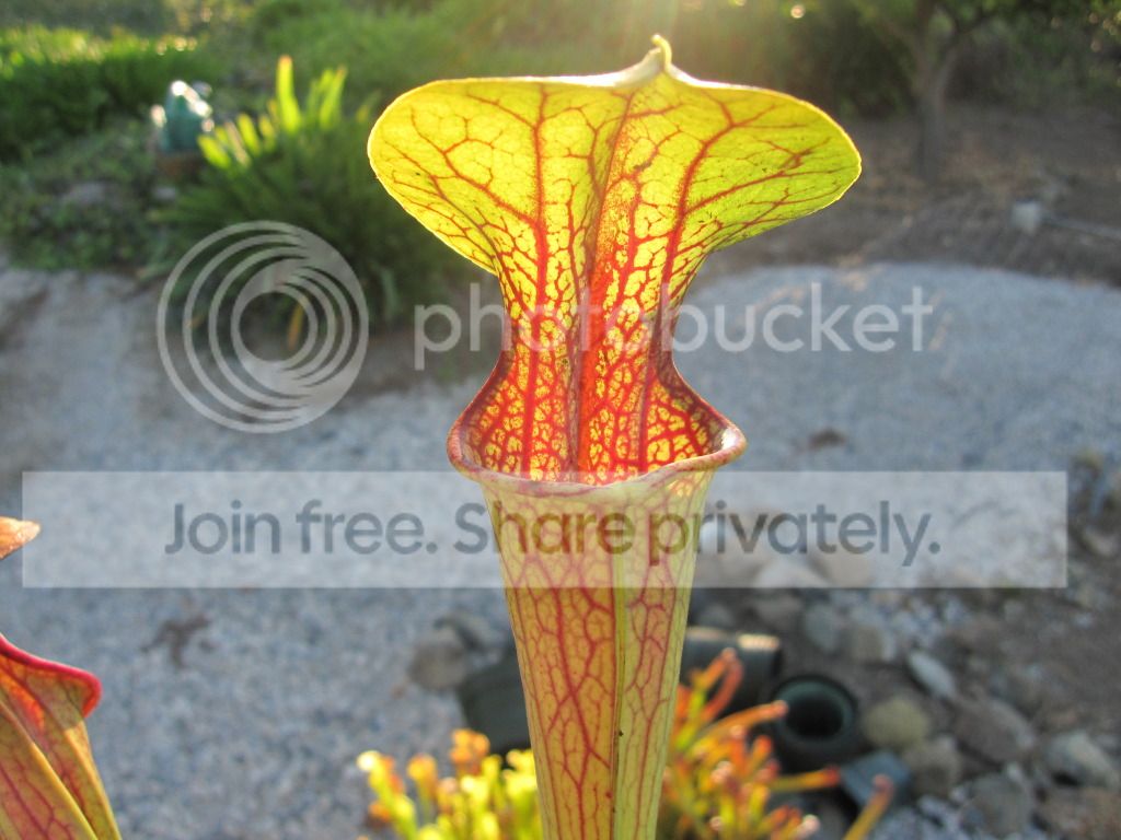 Late summer pitchers, 2012-08