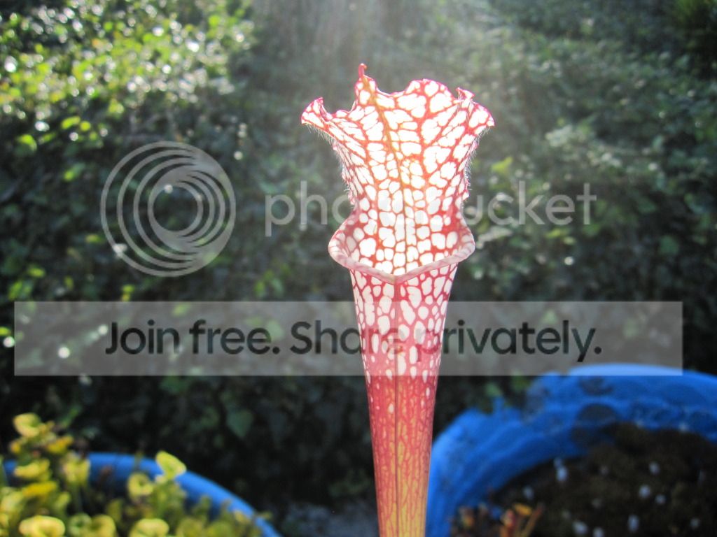 Fall pitchers, September 2012.