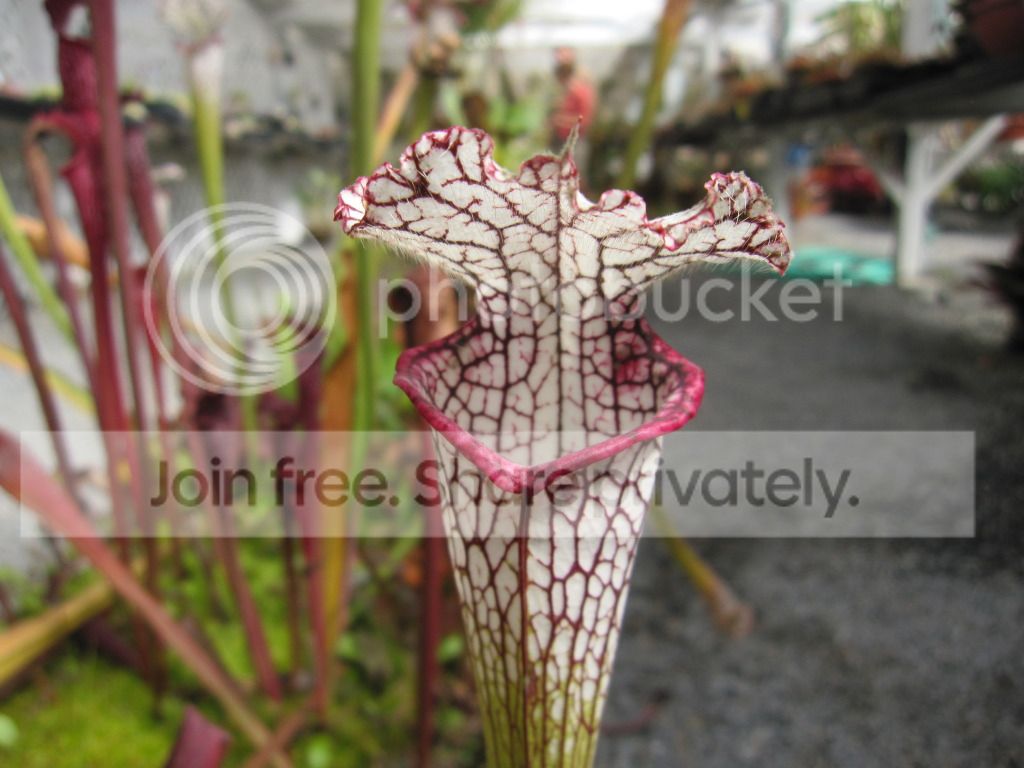 CC greenhouse-grown leucophylla, October 2012.