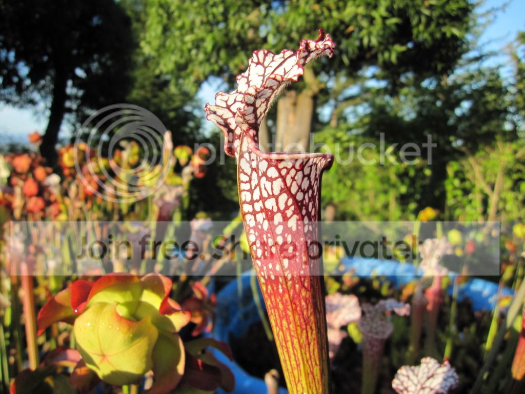 leuco 'RED', 2012-06-03
