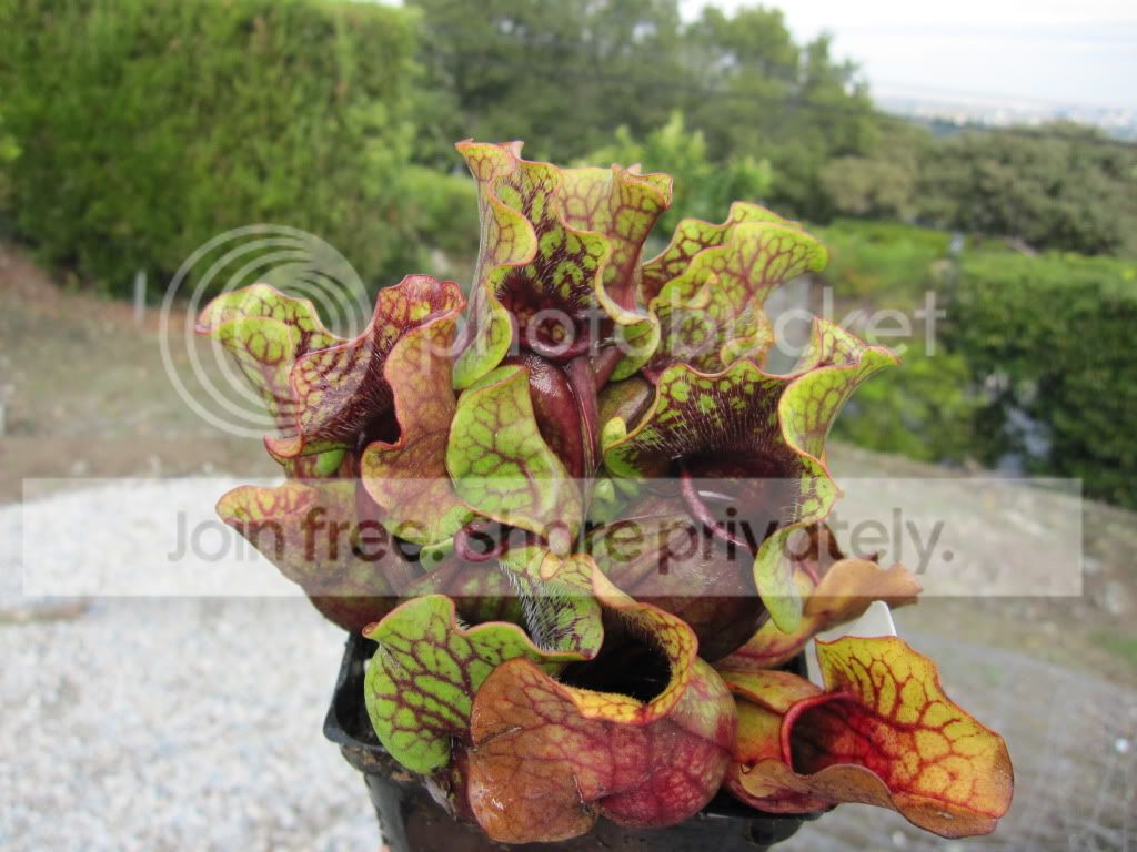 Sarracenia purpurea ssp. venosa 'Clone I' old Dock, Columbus Co, NC