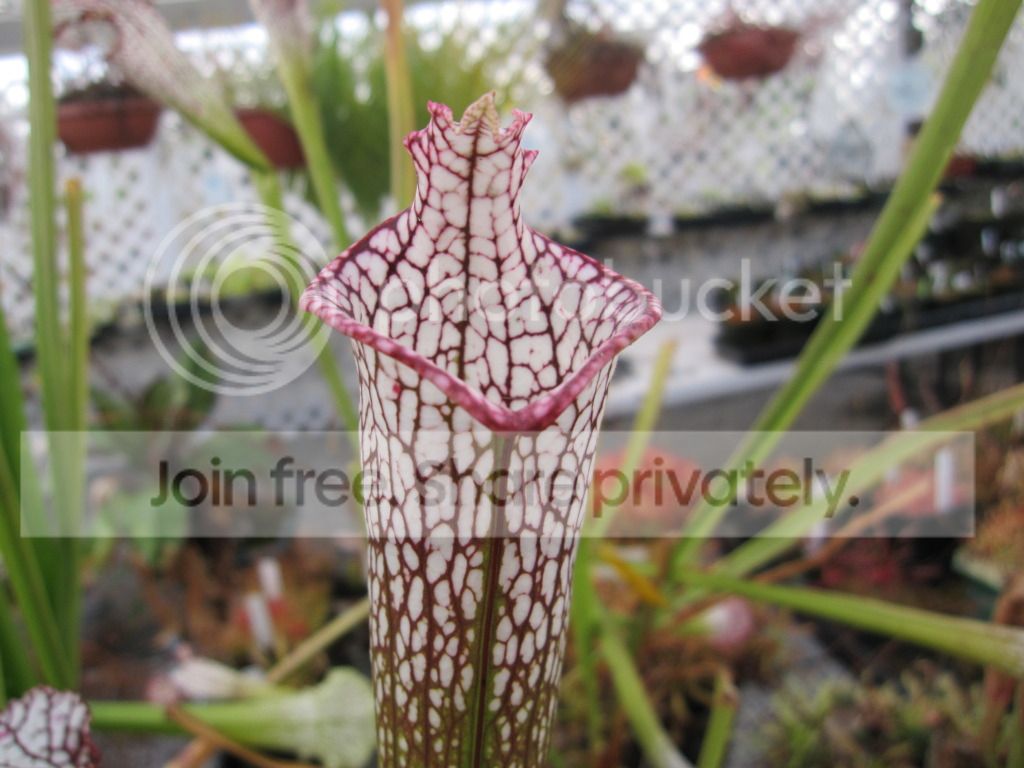 Sarracenia leucophylla 'Bris' (lidless mutant)