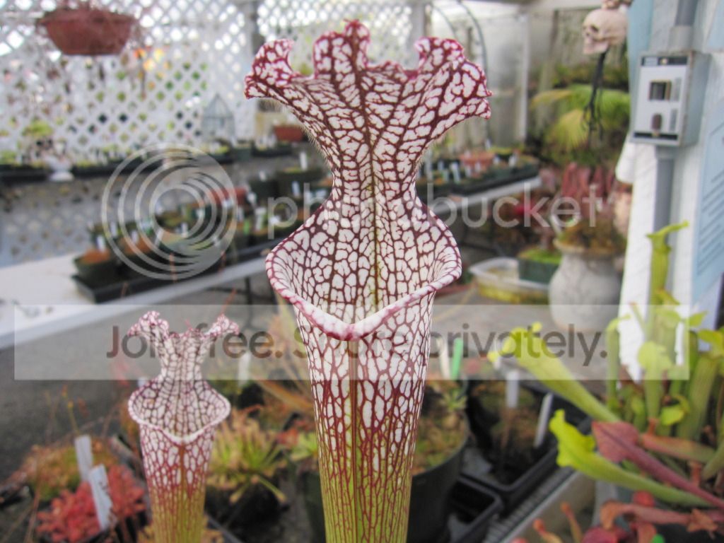 CC greenhouse-grown leucophylla, October 2012.