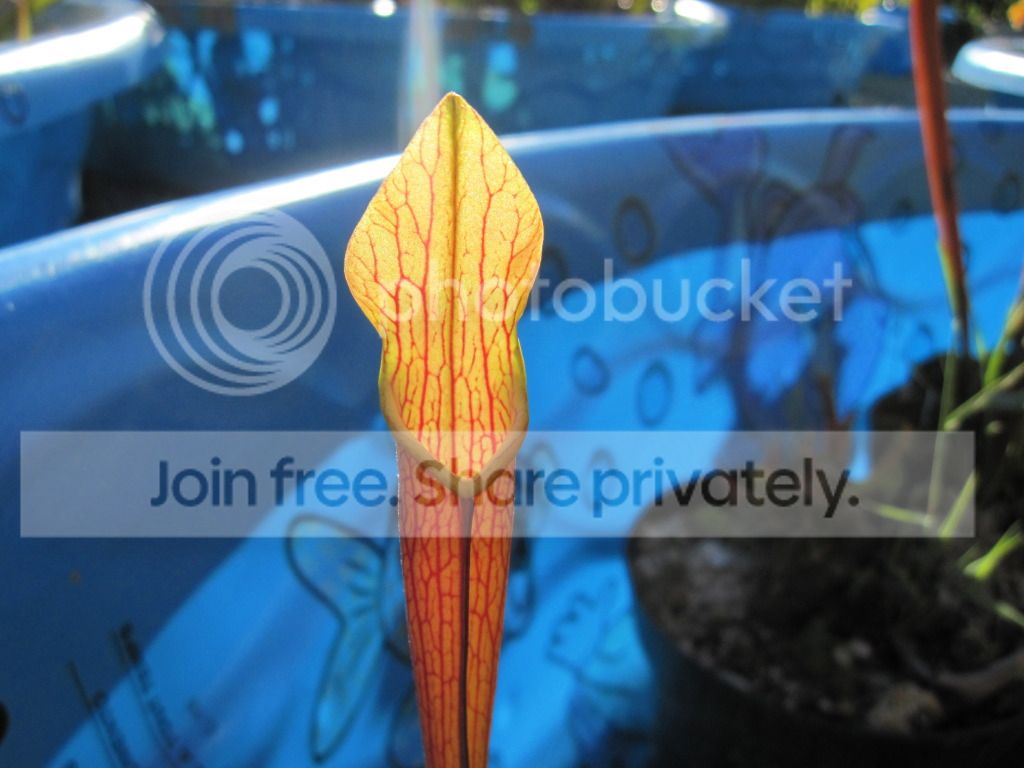 Ancestral Clone B, 2012-06-04