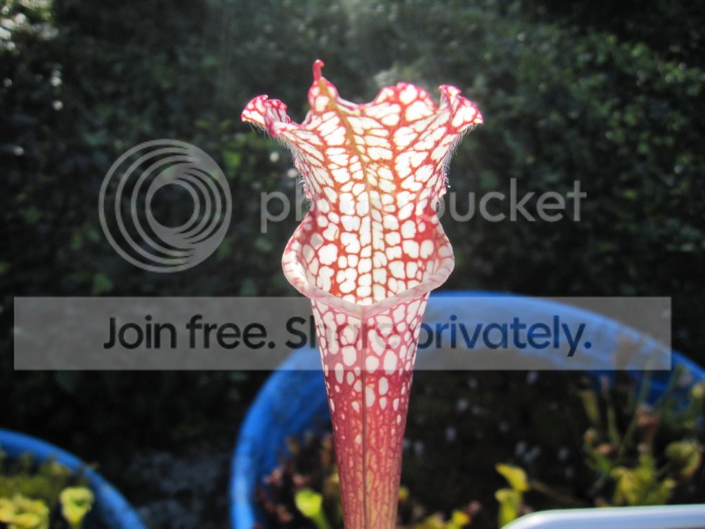 Fall pitchers, September 2012 — small recent acquisition; Mike calls out the circular white blotches.