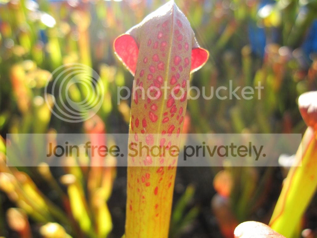 Pink-windowed clone, 2012-06-10