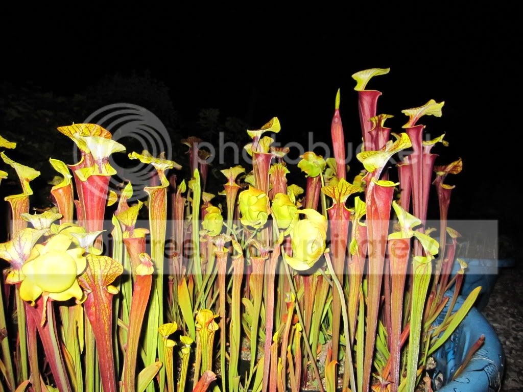 Sarracenia flava var. rubricorpora near Sumatra, Liberty Co, FL — population (clones G, H, L, T)