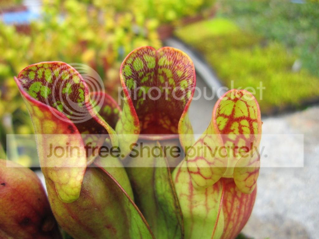 Sarracenia purpurea ssp. purpurea Tucker Co, WV (early-1900s naturalized PA-source)