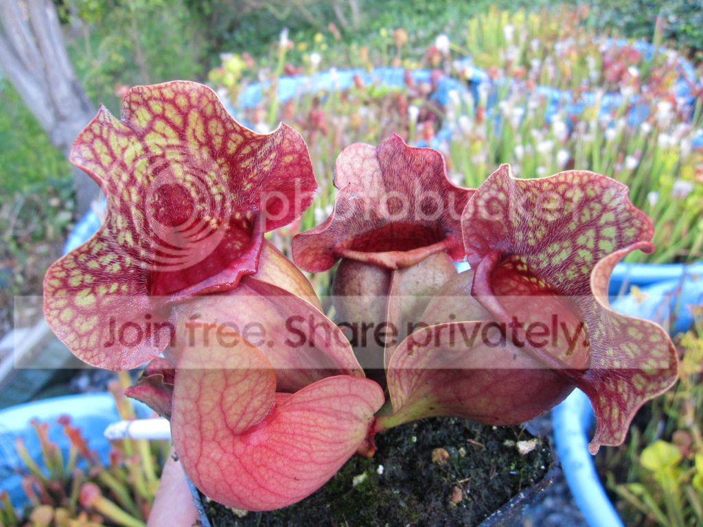 Sarracenia rosea Mobile Co, AL — population