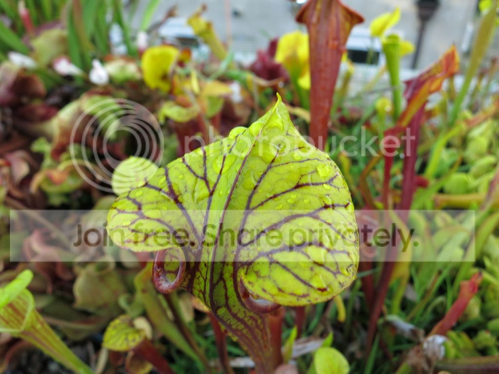 lid stays green, 2015-07-13