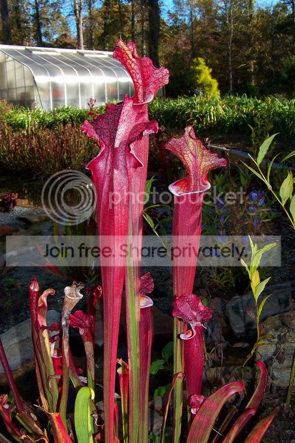 Sarracenia x 'Blood Moon' (rubricorpora × Wilkerson's Red Rocket grex)