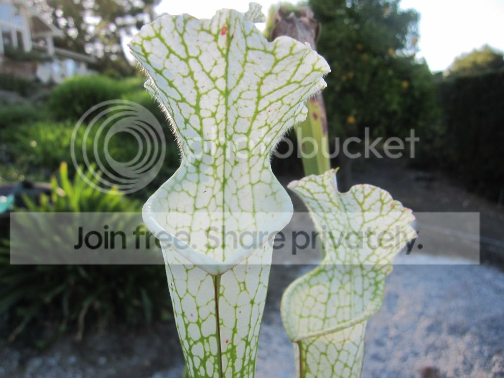 Fall pitchers, 15 September 2012.