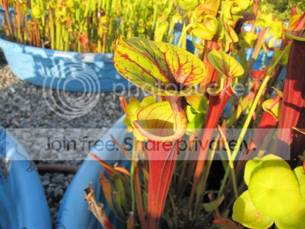 Clone J, 2012-05-08