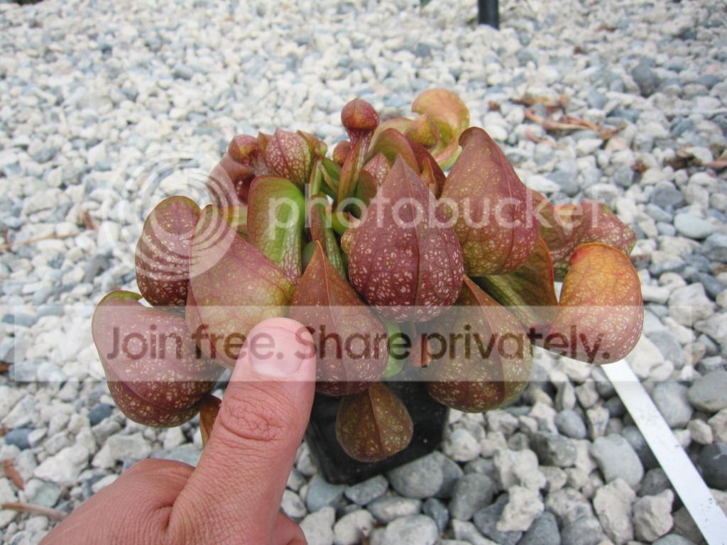 'Large Red' with thumb for scale, 2012-10-05