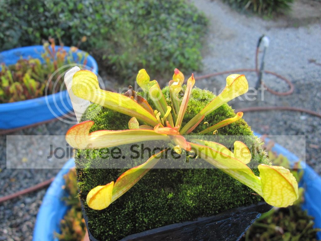 Sarracenia psittacina 'Yellow flower' Okaloosa Co, FL