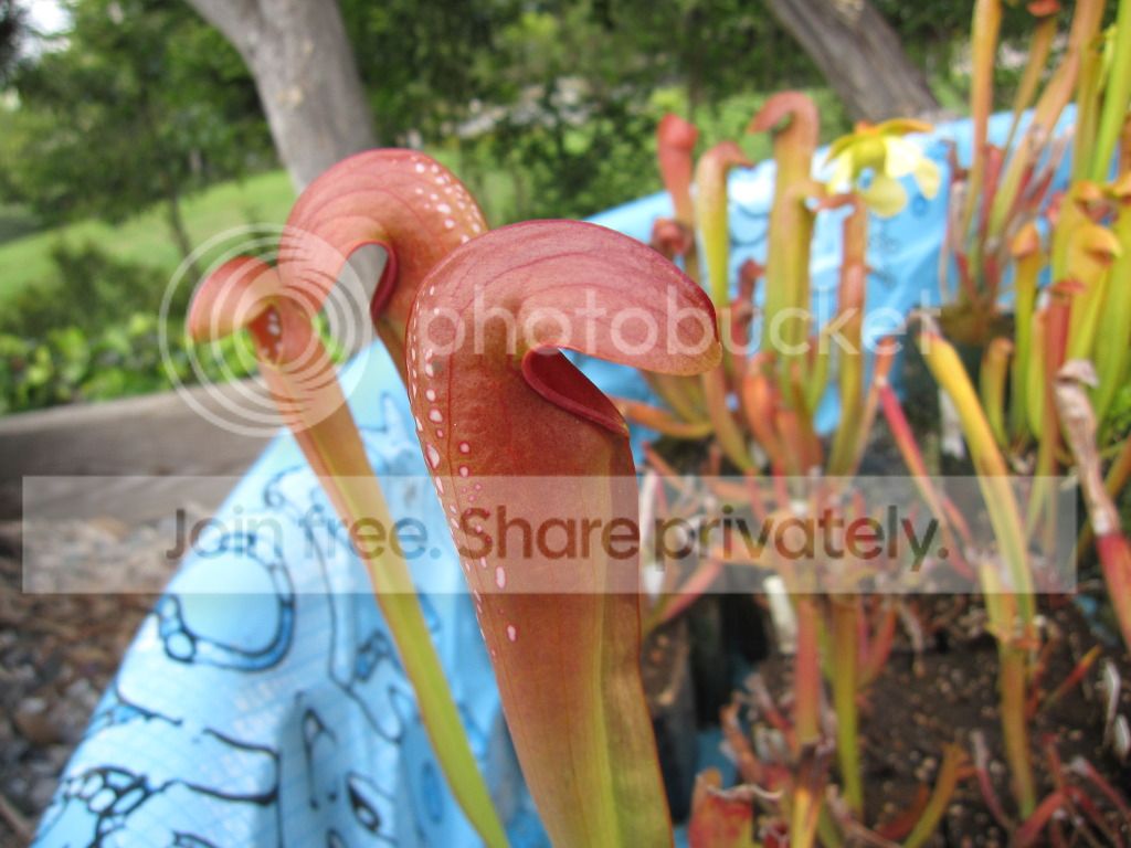 Clone C, 2012-05-30 — early colored spring pitcher