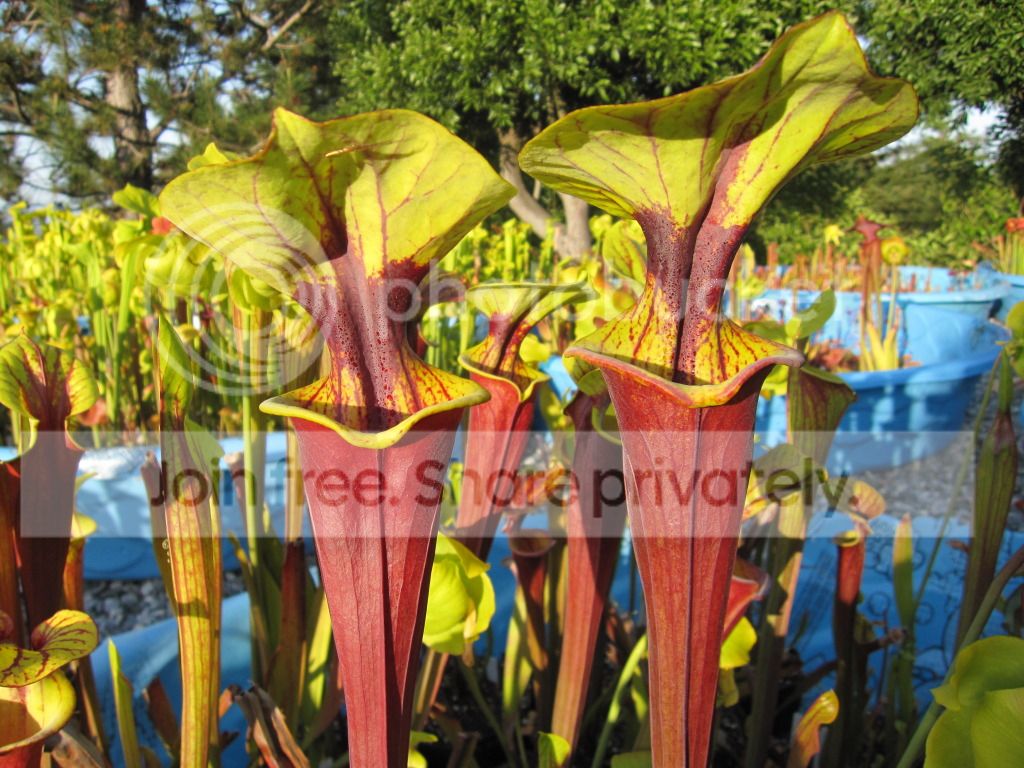 Clone T, 2012-05-06.