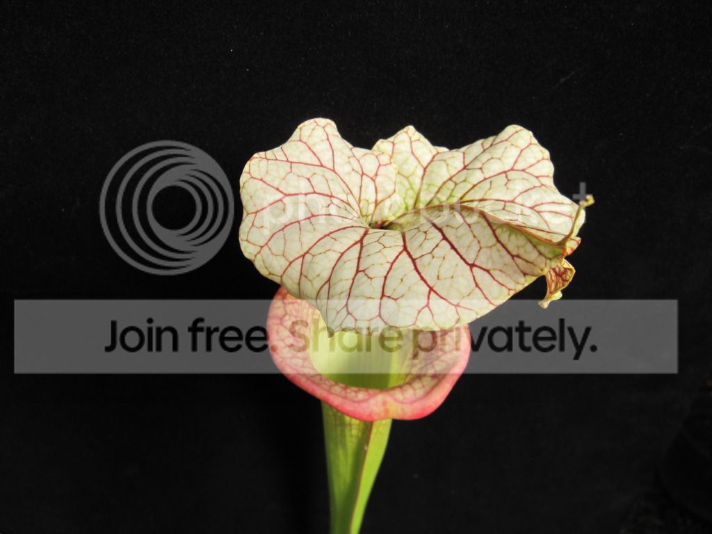 Sarracenia x 'Adrian Slack' (California Carnivores greenhouse-grown)