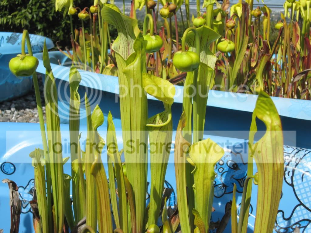 New pitchers, 2012-04-08.