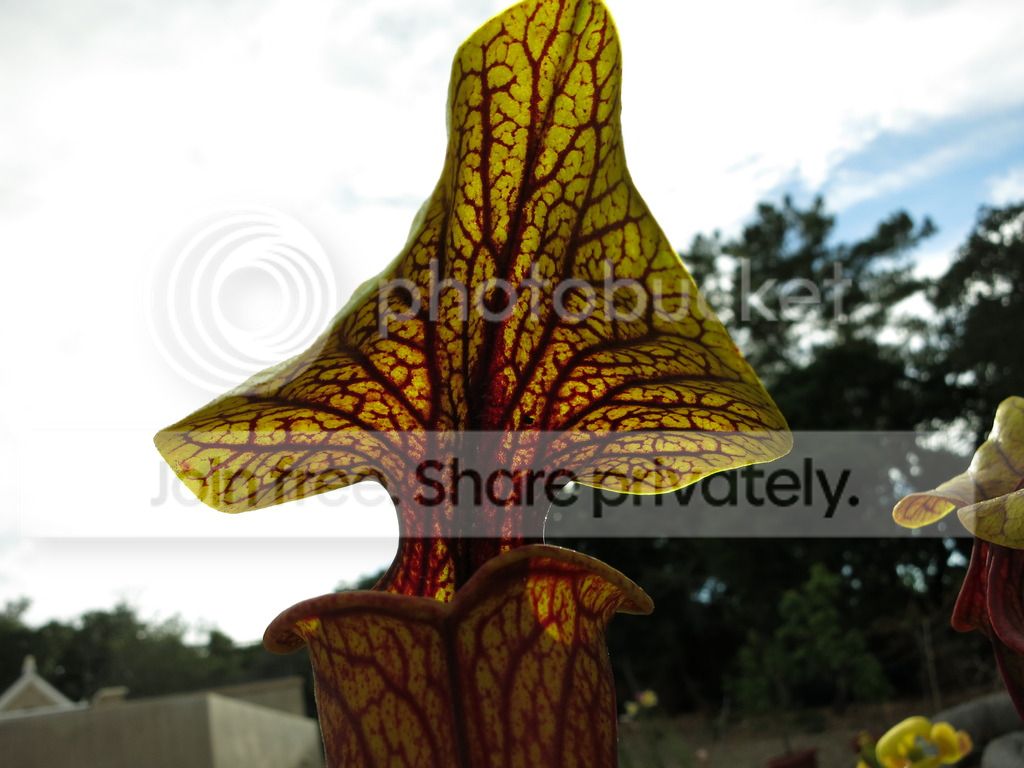 amazing lid shape and intricate venation, 2015-07-13