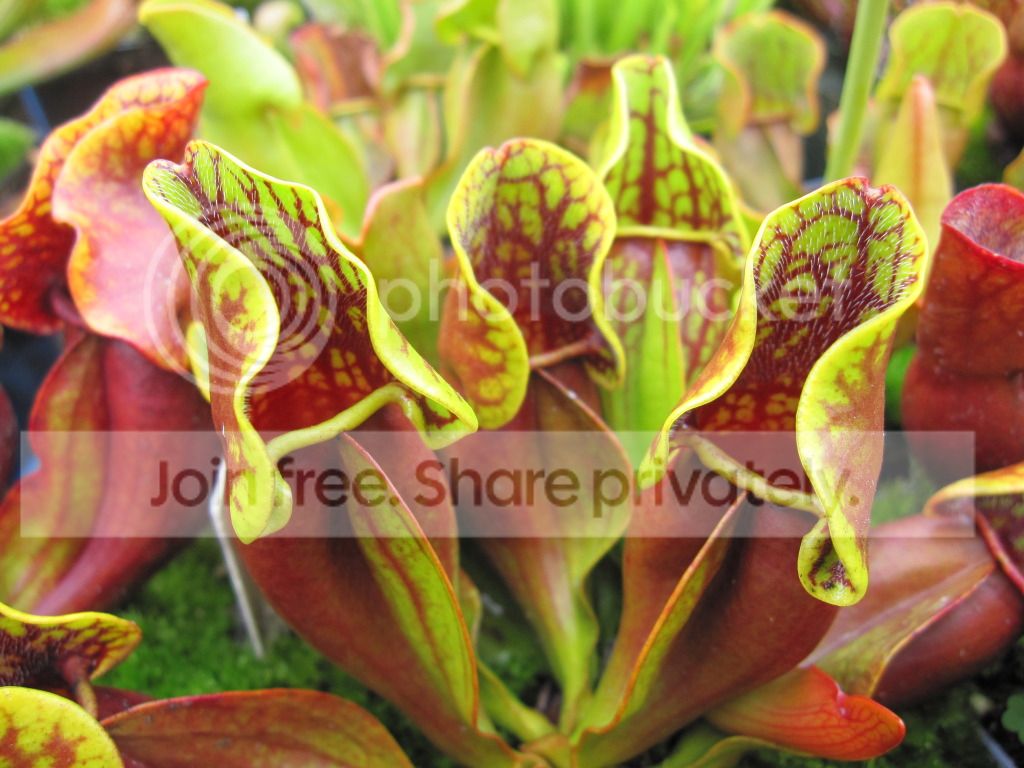 Sarracenia purpurea ssp. purpurea Wellington Co, ON (neon-green-edged clone)