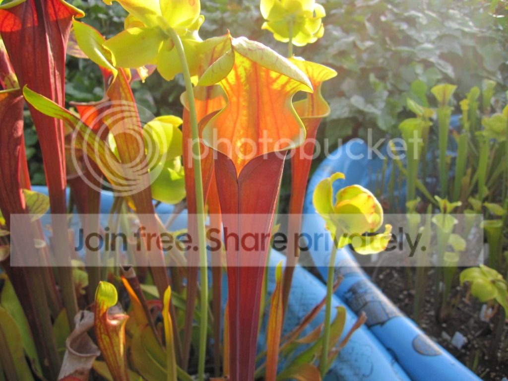 Sarracenia flava var. rubricorpora 'Clone L' near Sumatra, Liberty Co, FL