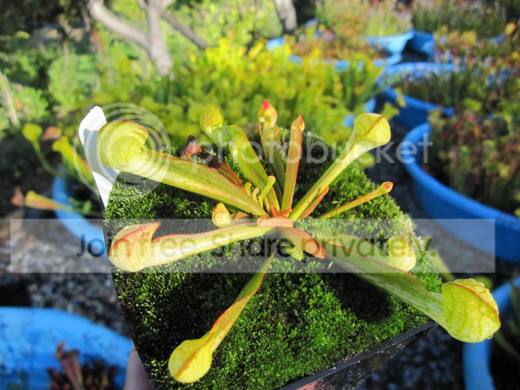 Yellow-flower psittacina, 2012-08-31
