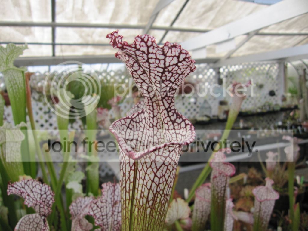 CC greenhouse-grown leucophylla, October 2012.