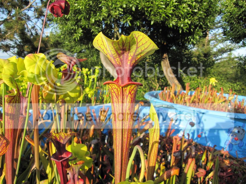 Sarracenia flava var. ornata Gulf Coast, FL (formerly mislabeled 'Prince George Co, VA')