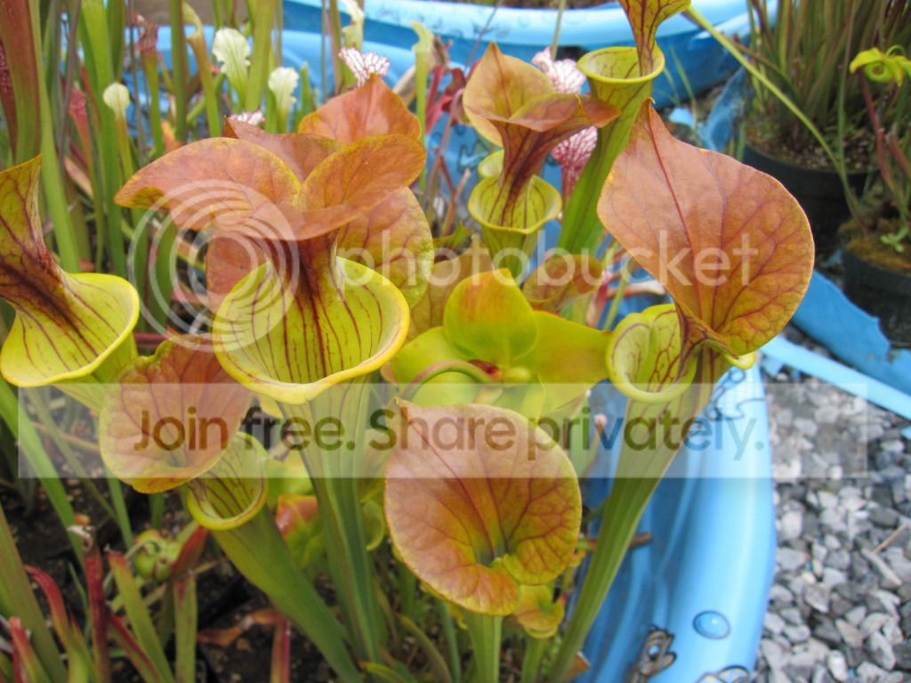 Sarracenia flava var. cuprea McClellanville, SC