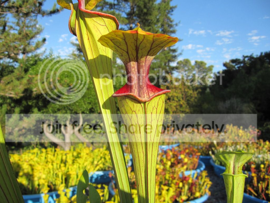 Sarracenia oreophila var. ornata 'Sand Mountain' Clone B