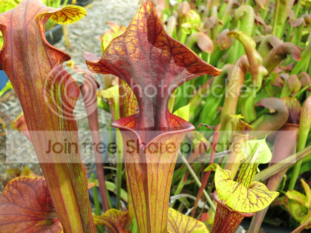 phenotypic-variation clone — body fading, interior colorful, 2015-07-13