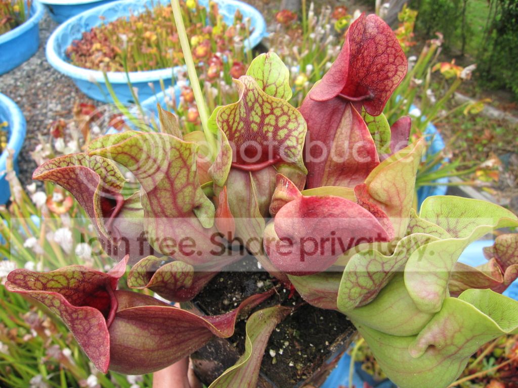 Different clone, Sept 2012