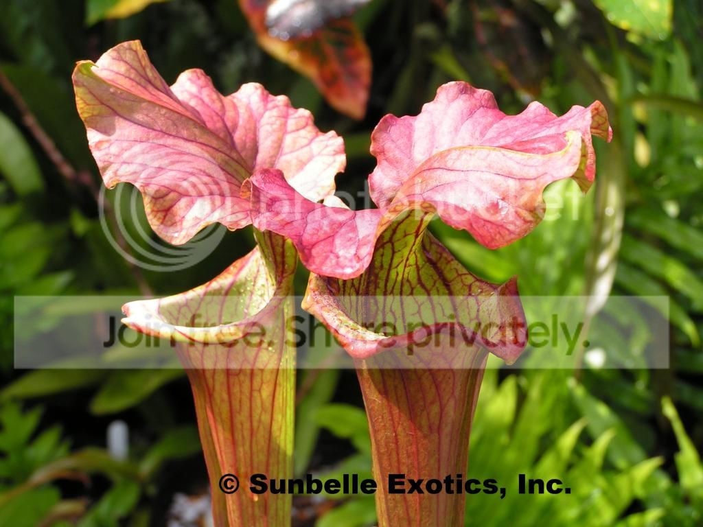 Sunbelle's plant, southern FL semi-tropical conditions, May 2013.