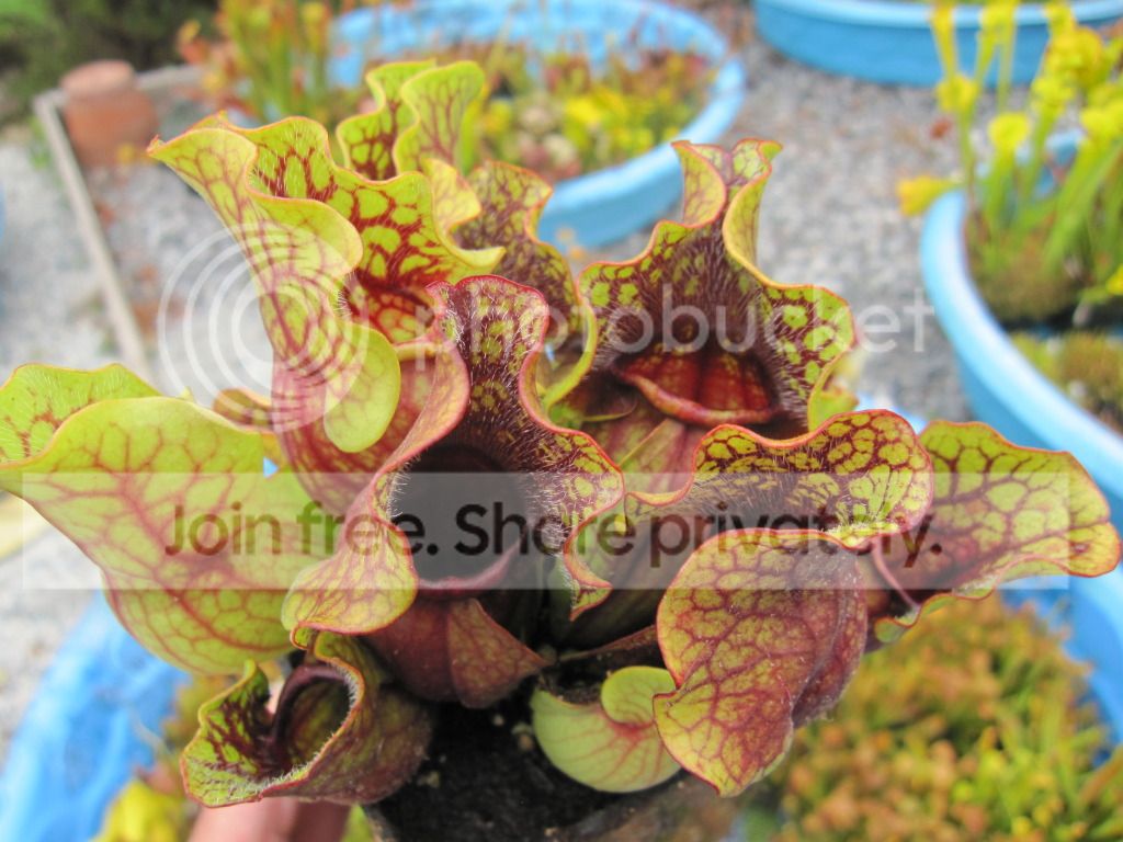 Sept 2012 — fall colors developing