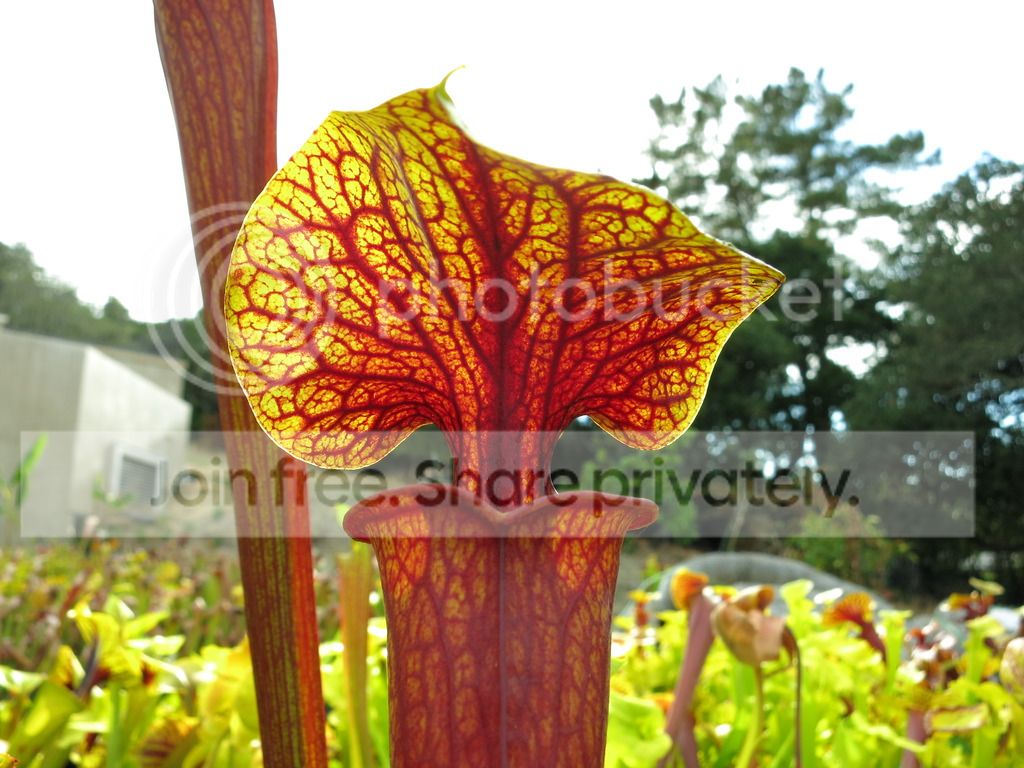 redder clone, 2015-07-13