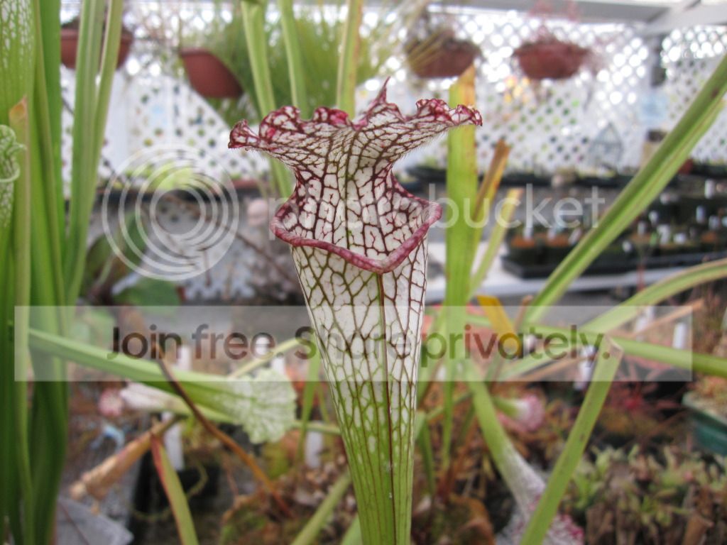 CC greenhouse-grown leucophylla, October 2012.