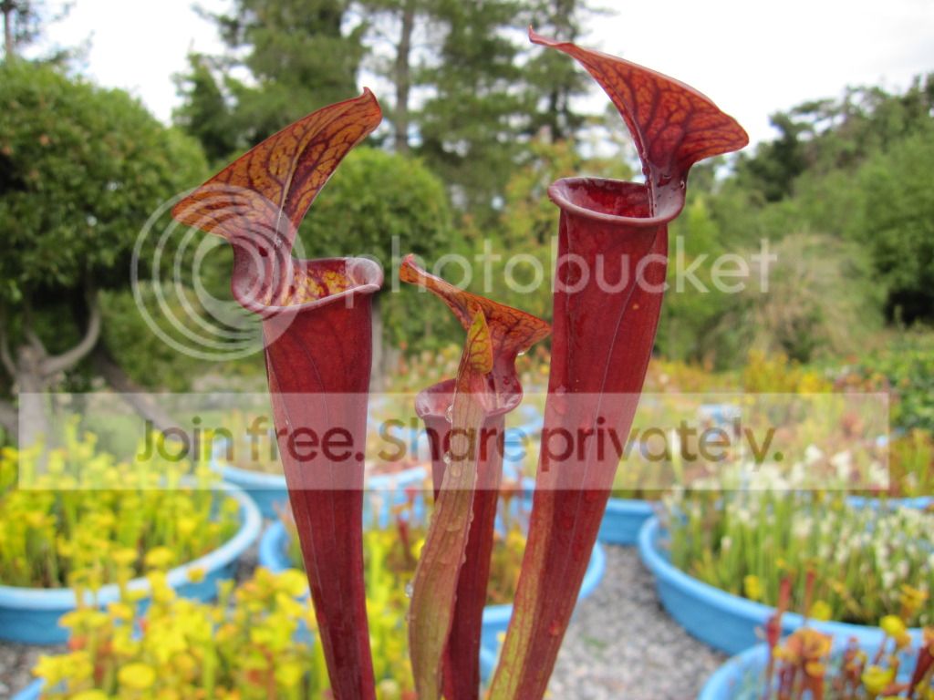 Sarracenia flava 'RED' Liberty Co, FL