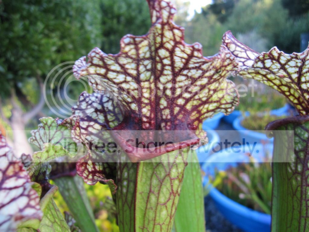Sarracenia x Tapestry (Karen Oudean cultivar)