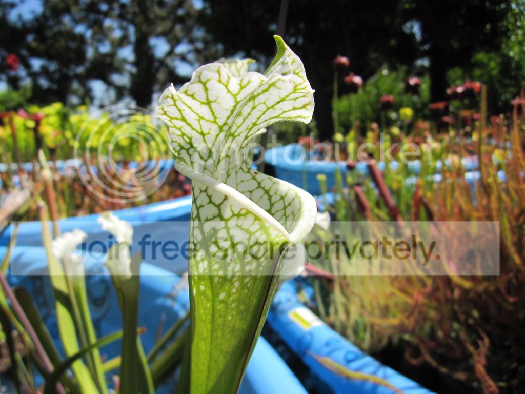 Clone A — variant phenotype with pronounced green veins, 2012-05