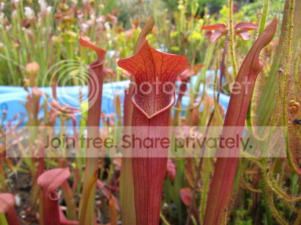 Spring pitchers, 2012-05-27