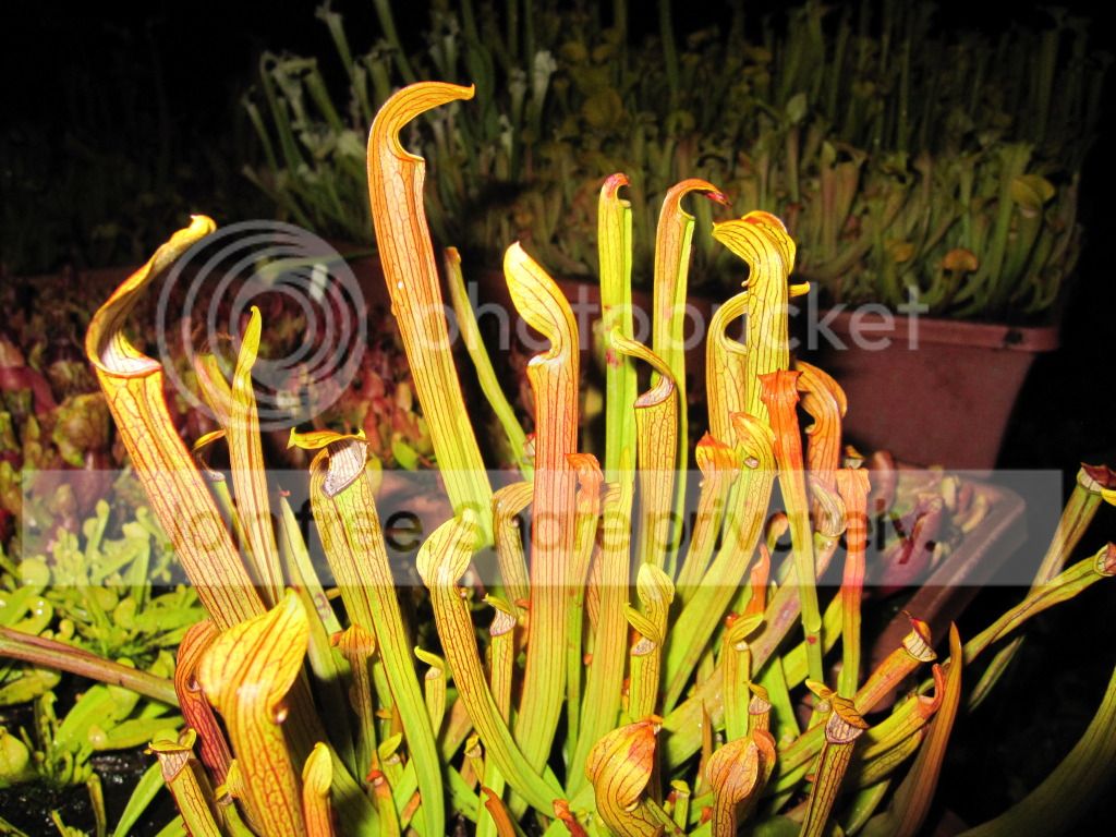 Sarracenia rubra ssp. rubra Onslow Co, NC