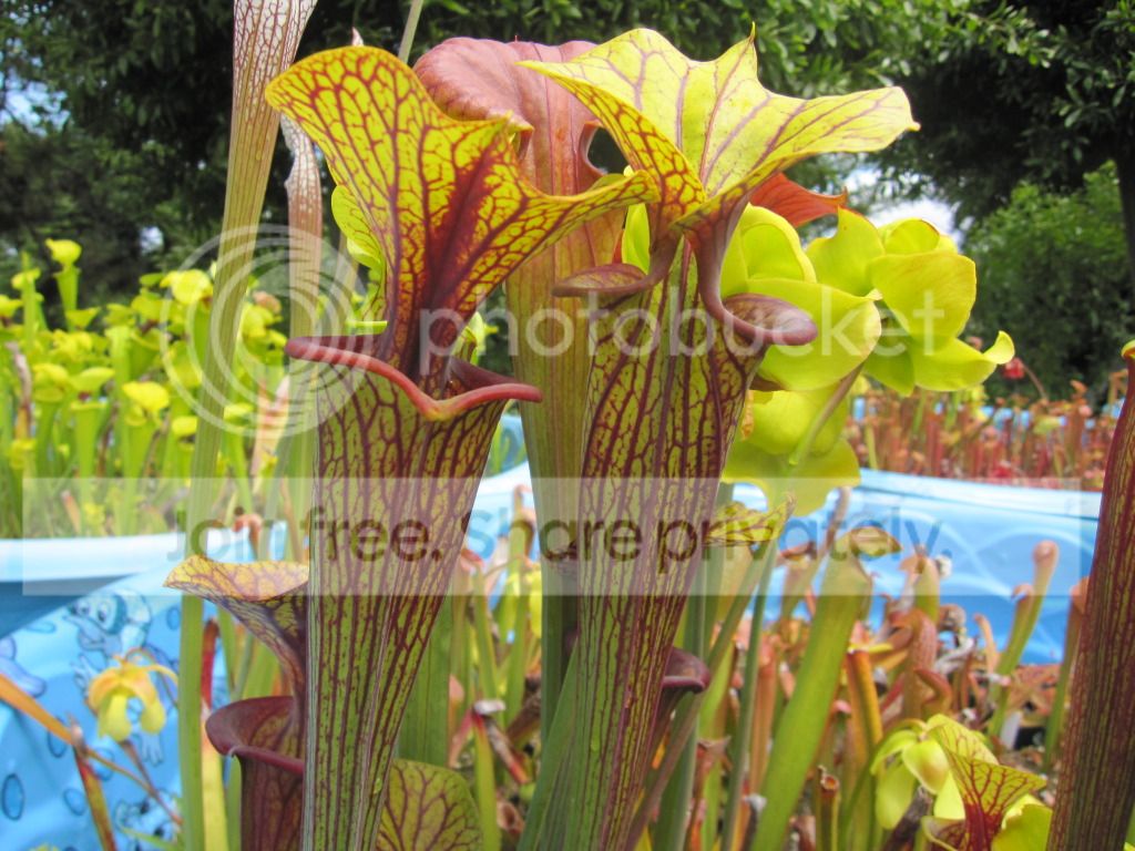 GC × Bulloch select, 2012-05-26